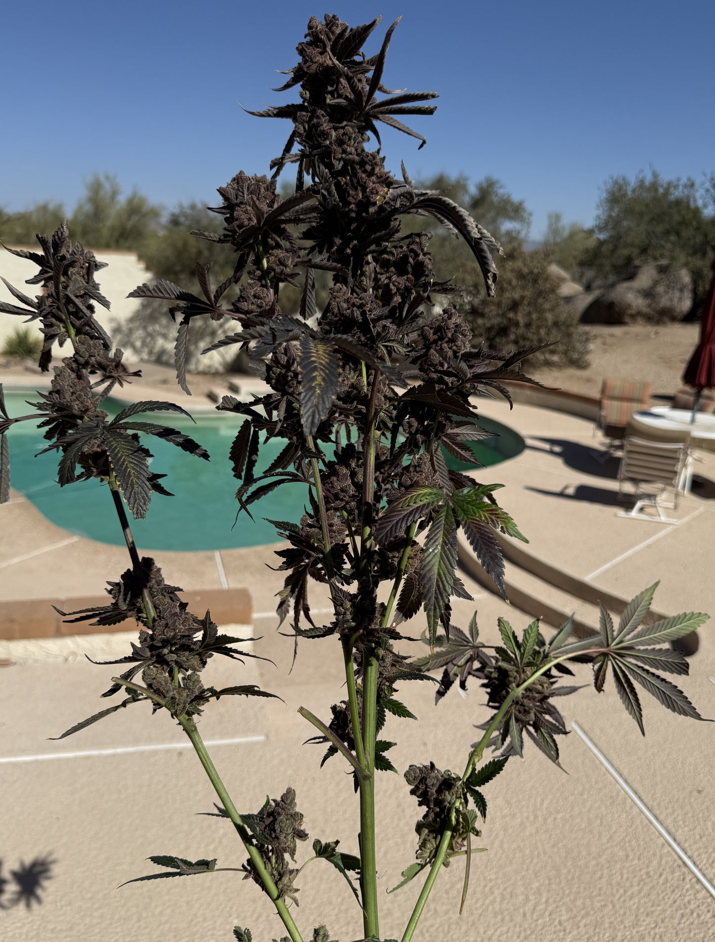 Lung Buster Clone - Solfire Gardens