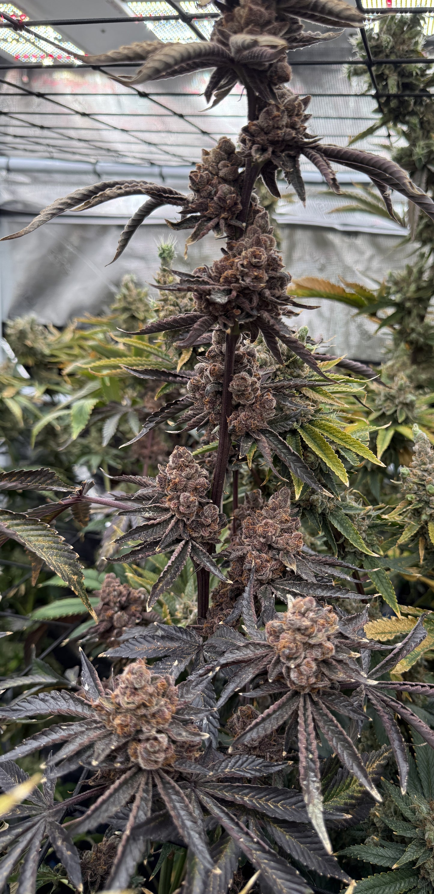 Lung Buster Clone - Solfire Gardens