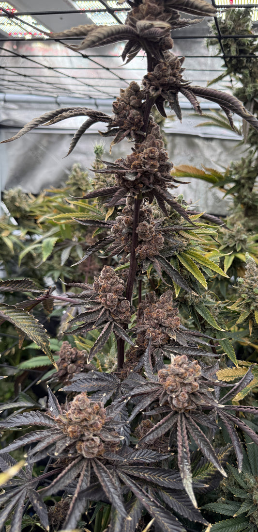 Lung Buster Clone - Breedlove Genetics