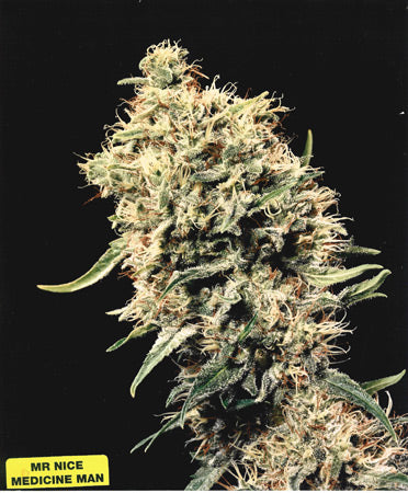 Close up of a giant light green frosty cola with golden pistil hairs.