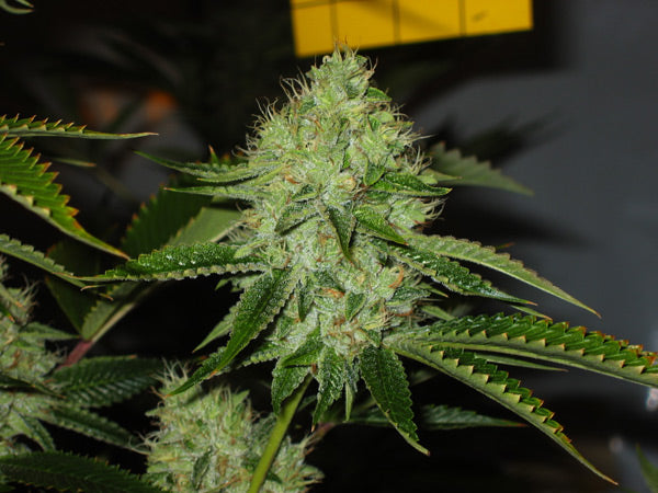 Close up of a small light green frosty bud with golden pistil hairs.