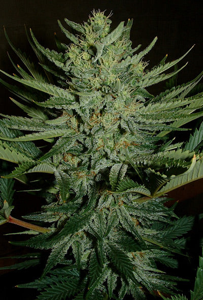 Close up of a medium sized light green frosty cola with golden pistil hairs.
