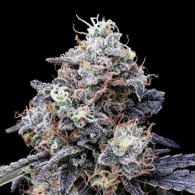 Close-up of a cannabis plant bud with frost on a black background