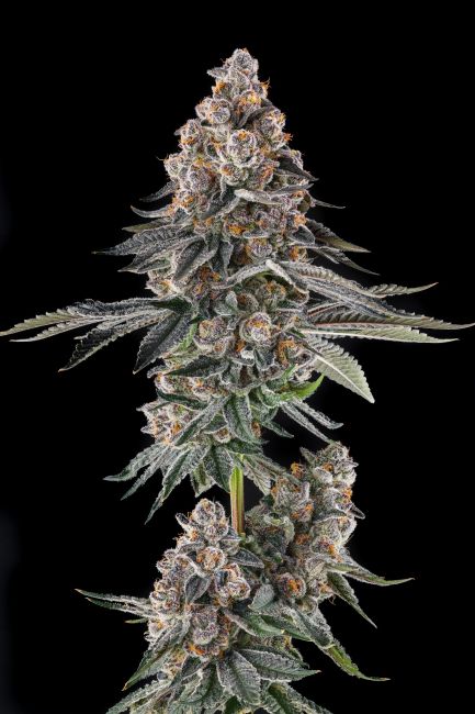 A close-up of a cannabis flower bud with green leaves covered in white trichomes and orange pistils, set against a solid black background.
