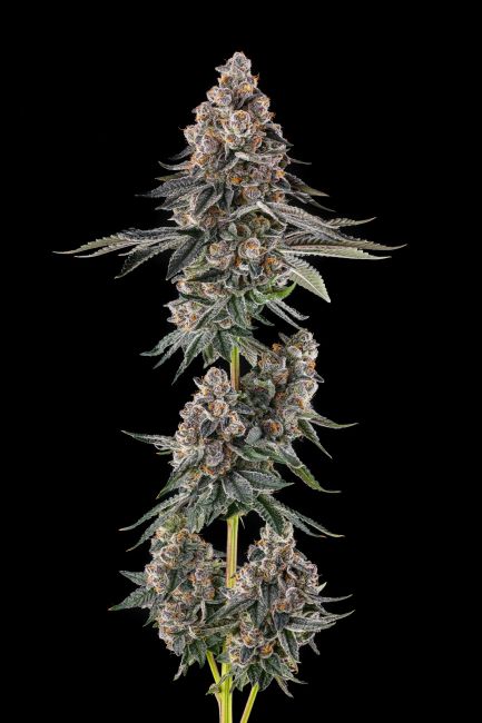 A single cannabis flower stalk with three mature buds, heavily coated in white trichomes, set against a solid black background.