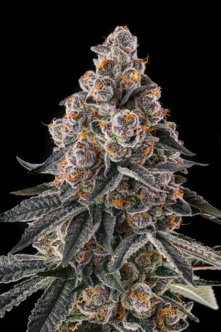 A close-up of a large cannabis flower bud with frosty white trichomes and orange pistils, surrounded by dark green leaves against a solid black background.