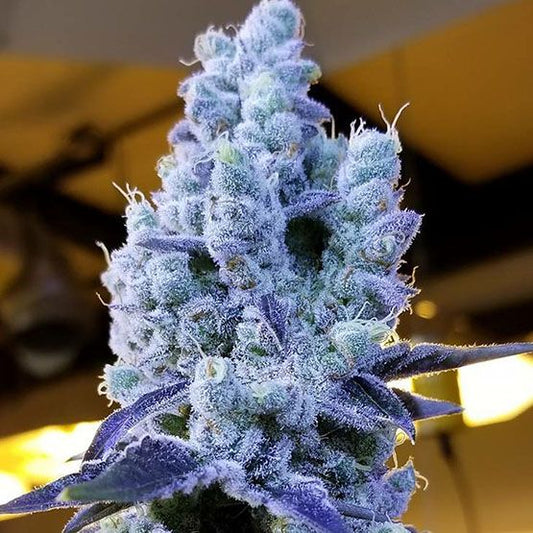 Mandarin Cookies V2 - Ethos Genetics
