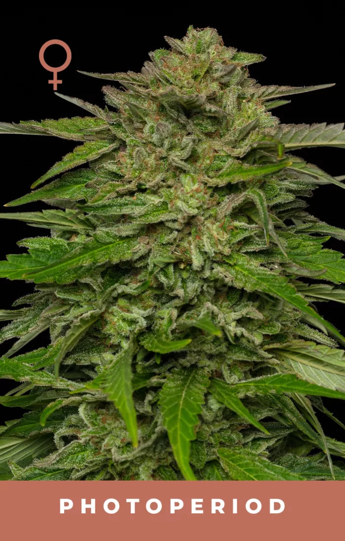 Close-up of a cannabis plant with a black background and 'Photoperiod' text at the bottom.