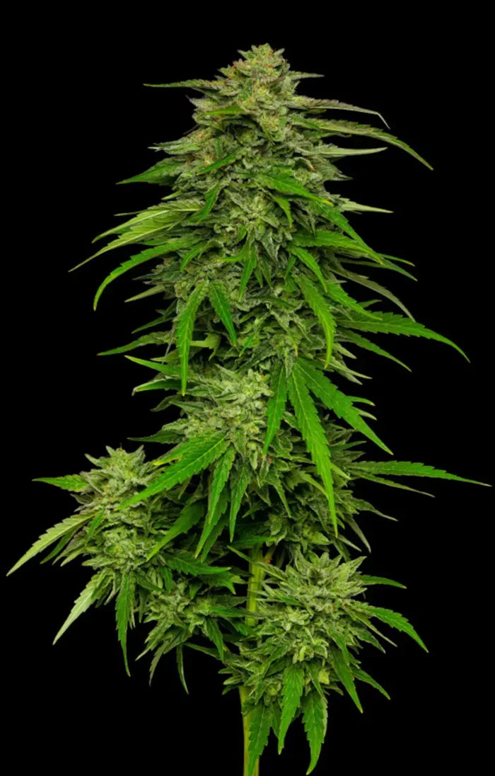 Mature cannabis plant with dense buds on a black background