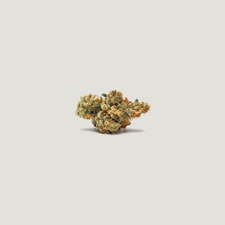 Marrakesh - Purple City Genetics