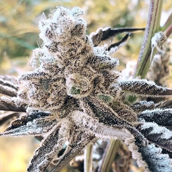 Close-up of a frost-covered cannabis plant with a blurred natural background