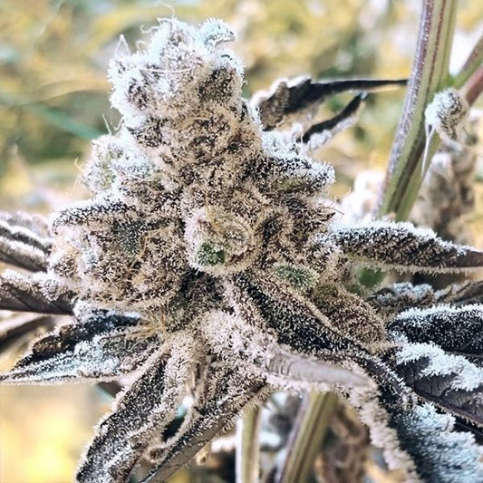 Close-up of a frost-covered cannabis plant with a blurred natural background