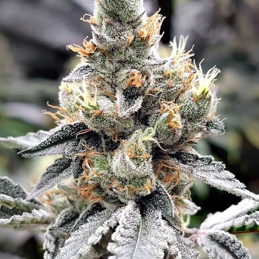 Close-up of a cannabis plant with frost on its buds.