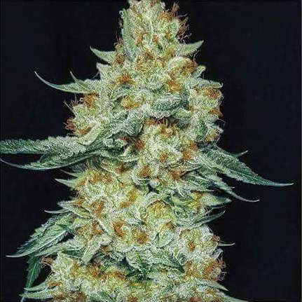 Close-up of a cannabis plant with dark background