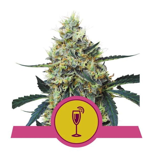Cannabis plant with a pink and yellow logo featuring a glass and orange slice on a white background