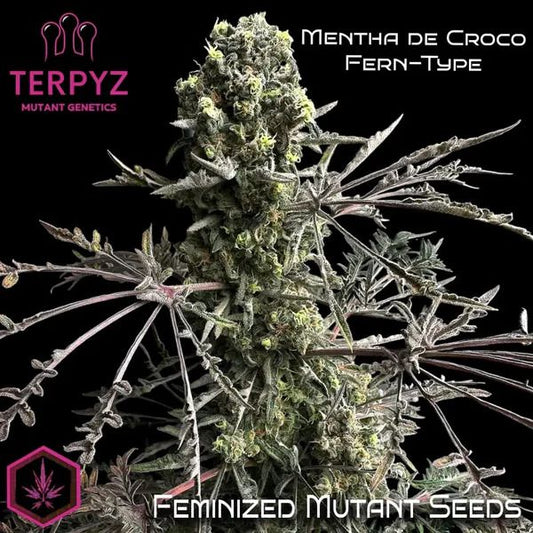 Feminized mutant cannabis plant with Terpyz branding on a black background