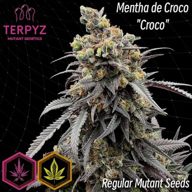 Mature cannabis plant with 'Terpyz' branding and 'Croco' variety name on a dark background.
