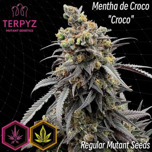 Mature cannabis plant with 'Terpyz' branding and 'Croco' variety name on a dark background.