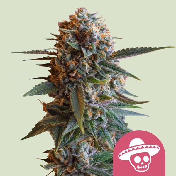 Close-up of a cannabis plant bud with a pink logo featuring a skull and sombrero on a light green background.