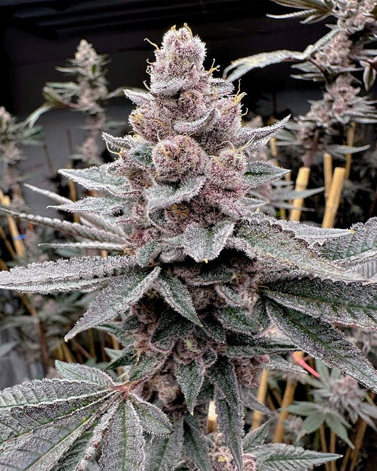 Miami Madness - Solfire Gardens