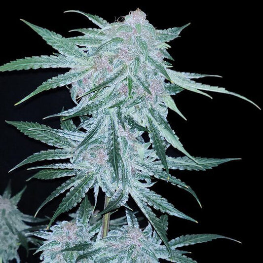 Close-up of a cannabis plant with dark background