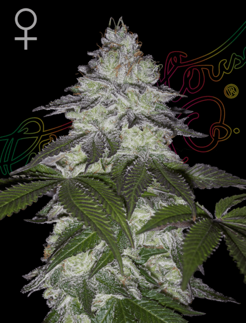 Mature cannabis plant with a prominent female symbol and brand logo on a black background