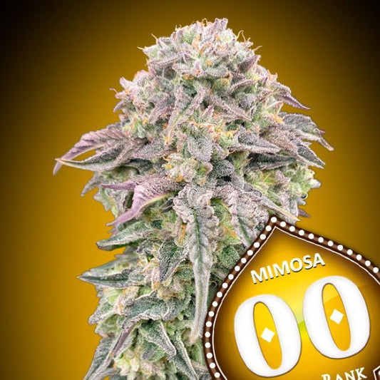 Close-up of a cannabis plant bud with 'Mimosa' branding on a yellow background