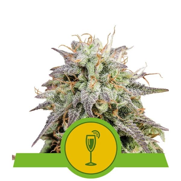 Close-up of a cannabis plant with a cocktail icon and green banner on a white background