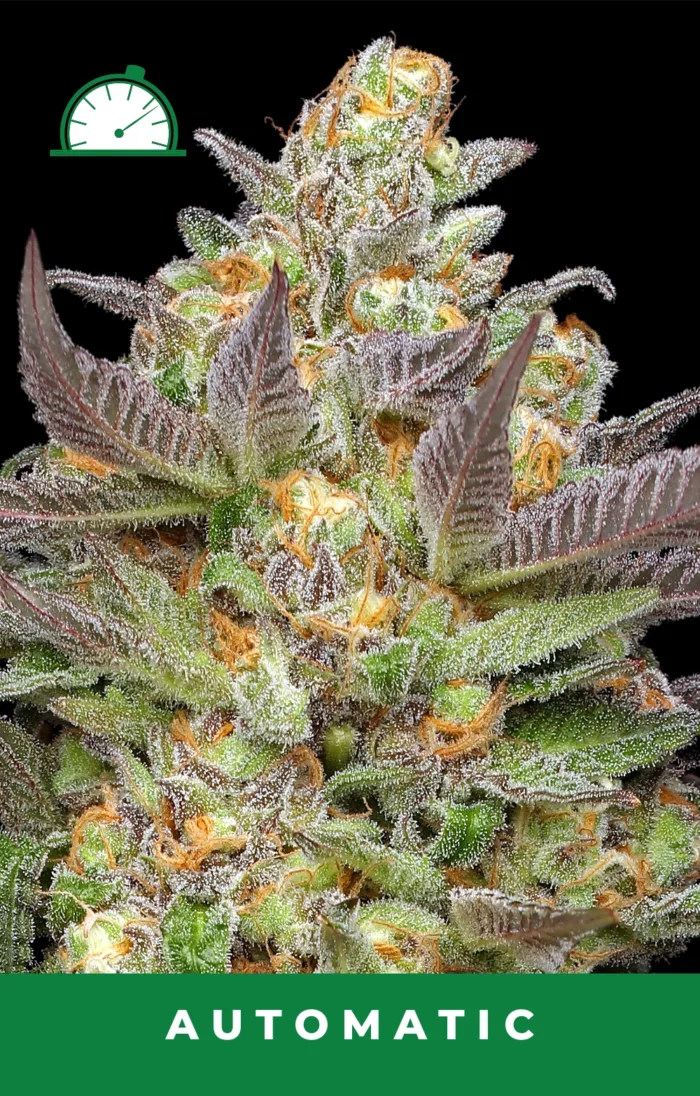 Close-up of a cannabis plant with frosty buds labeled 'Automatic'.