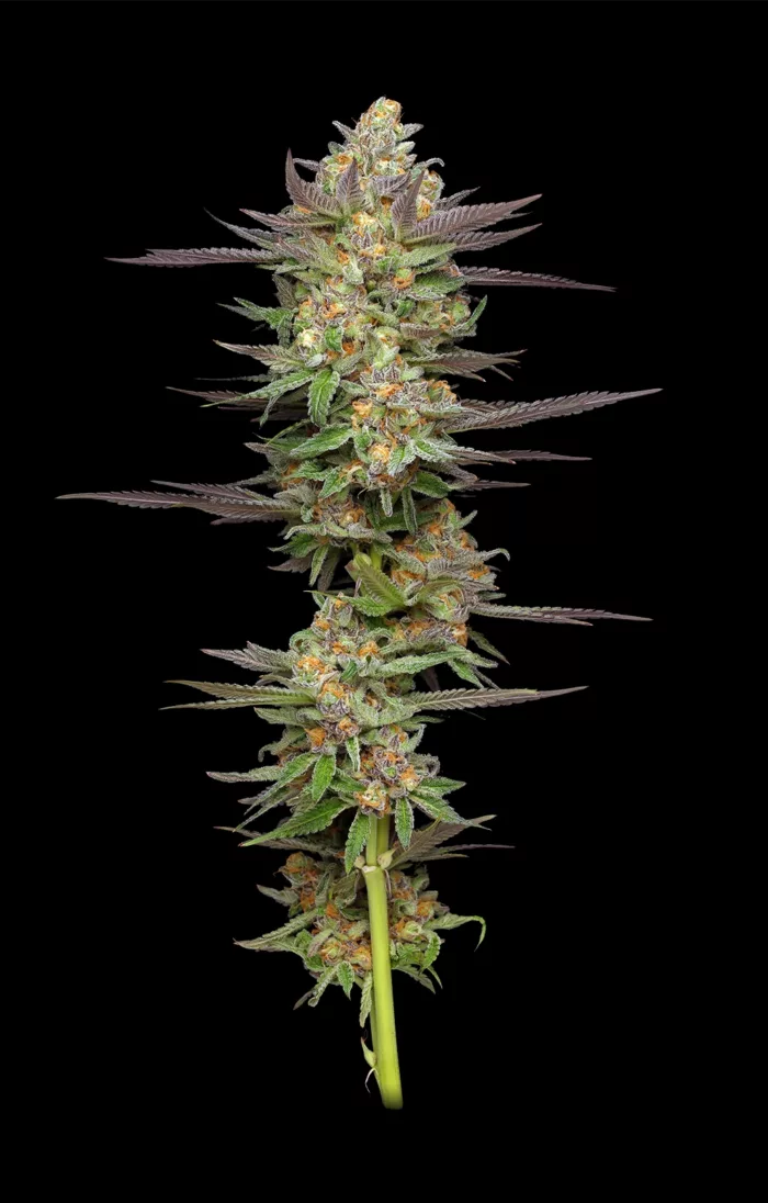 Close-up of a cannabis plant on a black background