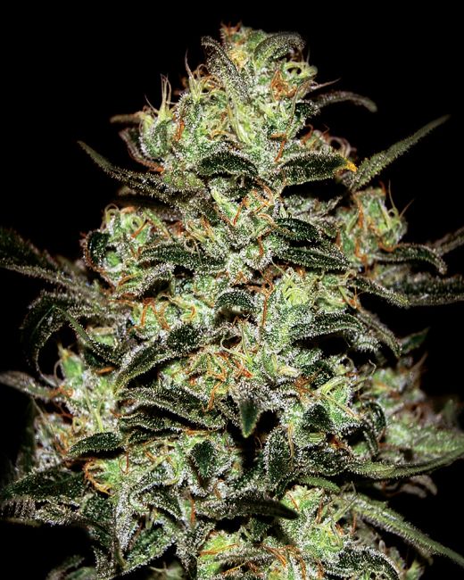 Close-up of a cannabis plant bud with a dark background