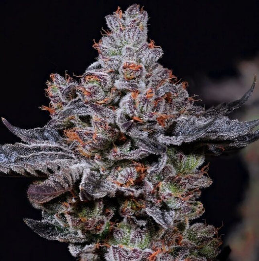 Close-up of a cannabis plant bud with a dark background