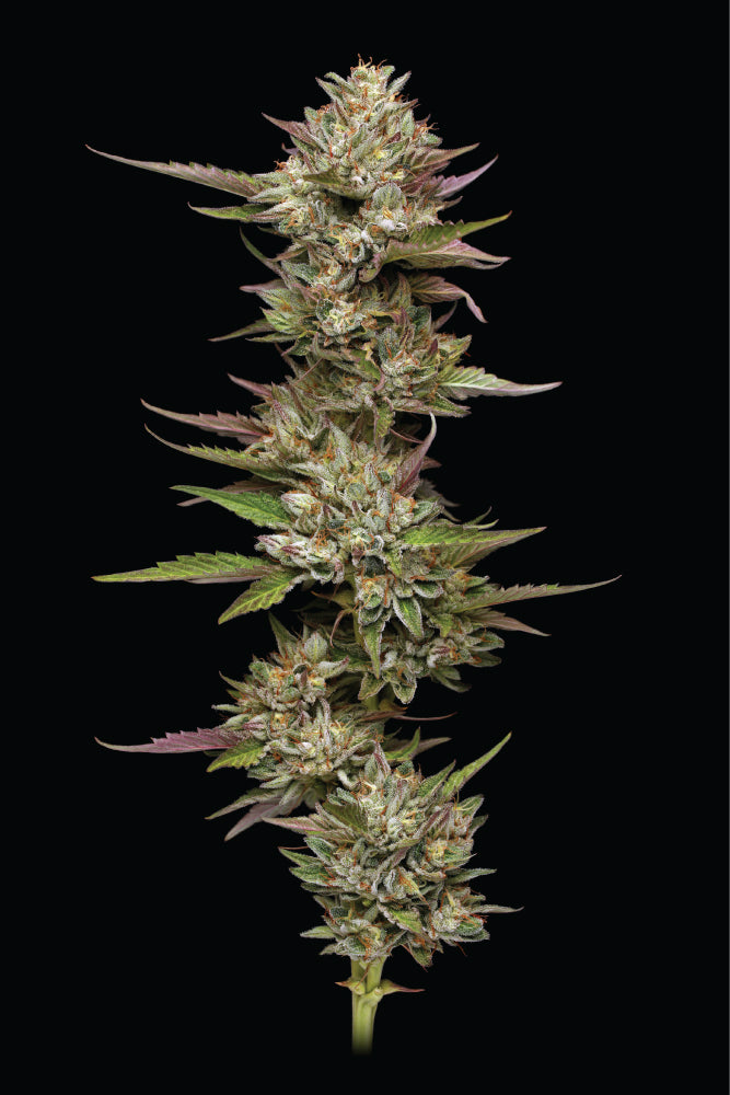 Cannabis plant with large buds on a black background