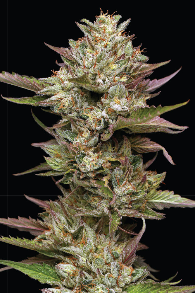 Close-up of a cannabis plant with a black background