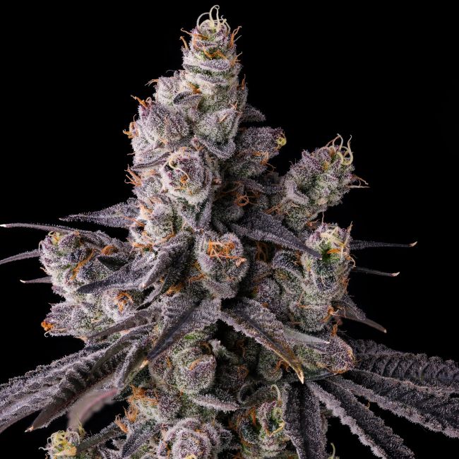 A close-up studio shot of a cannabis flower bud covered in frosty white trichomes, with orange pistils and dark green leaves, set against a solid black background.