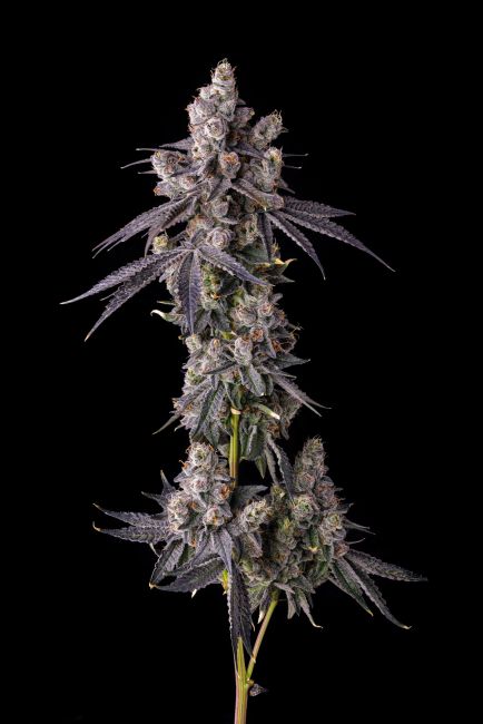 A single cannabis flower stalk with dense buds covered in frosty white trichomes and silvery-purple leaves, isolated against a solid black background.