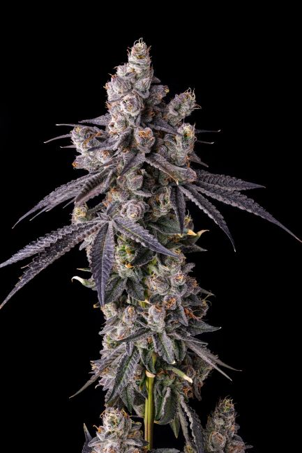 Close-up of a cannabis plant with dark background