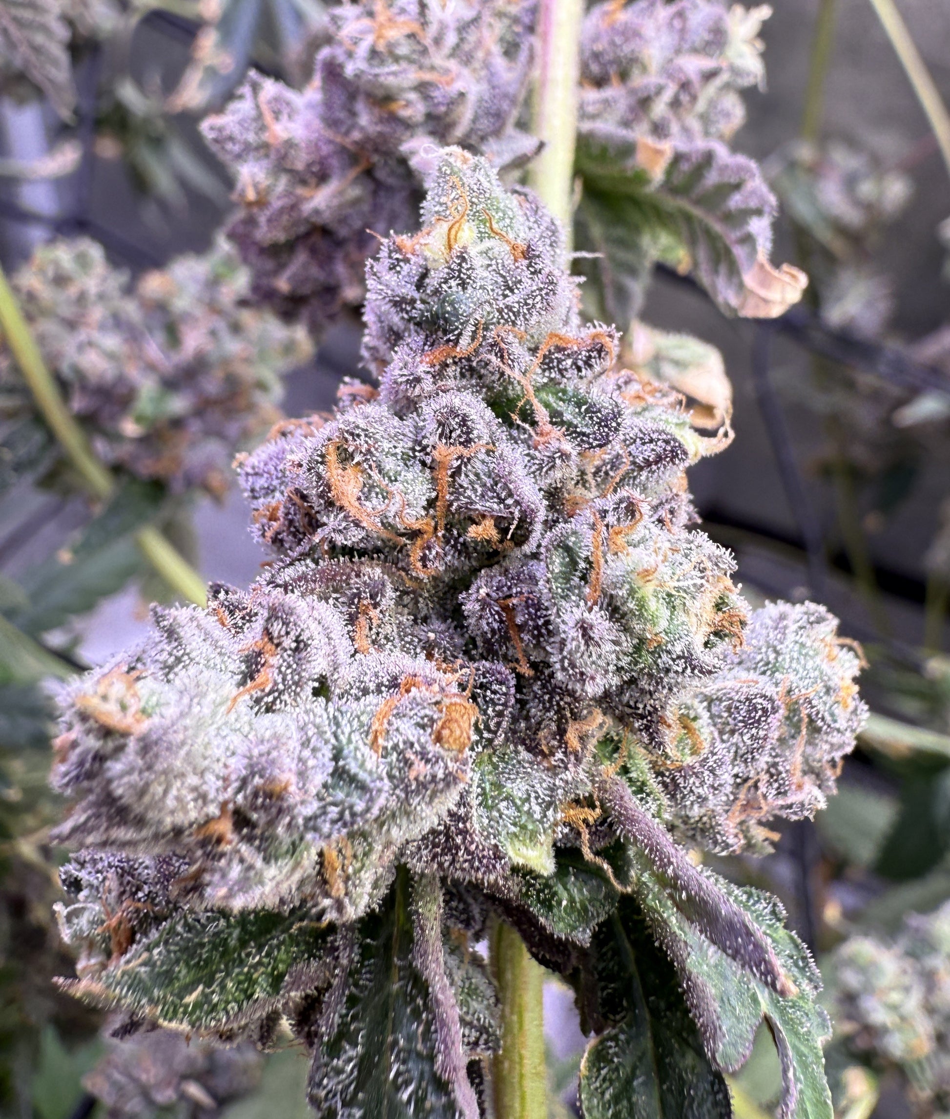Close-up of a cannabis plant with frosty buds