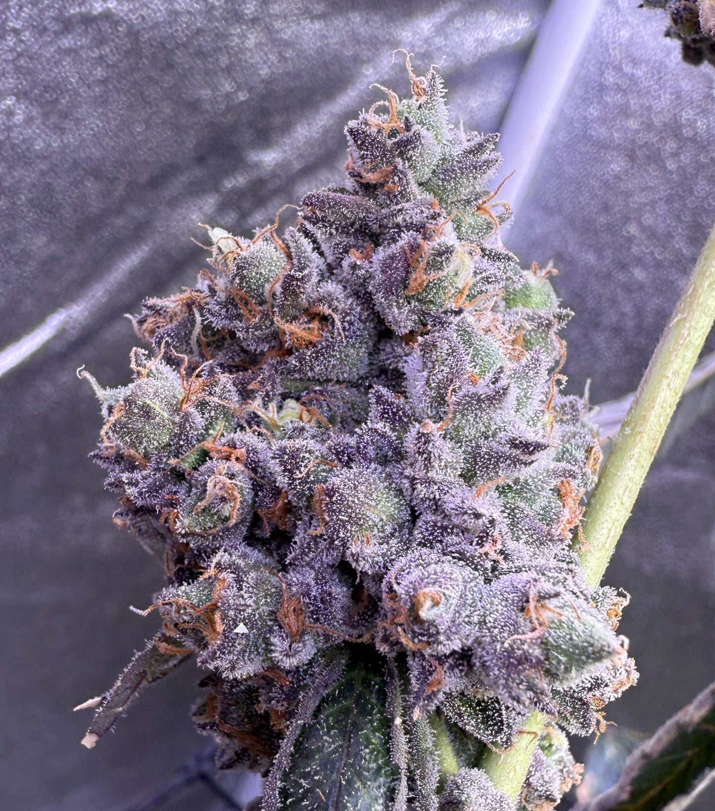 Close-up of a cannabis plant bud with frost on a blurred background
