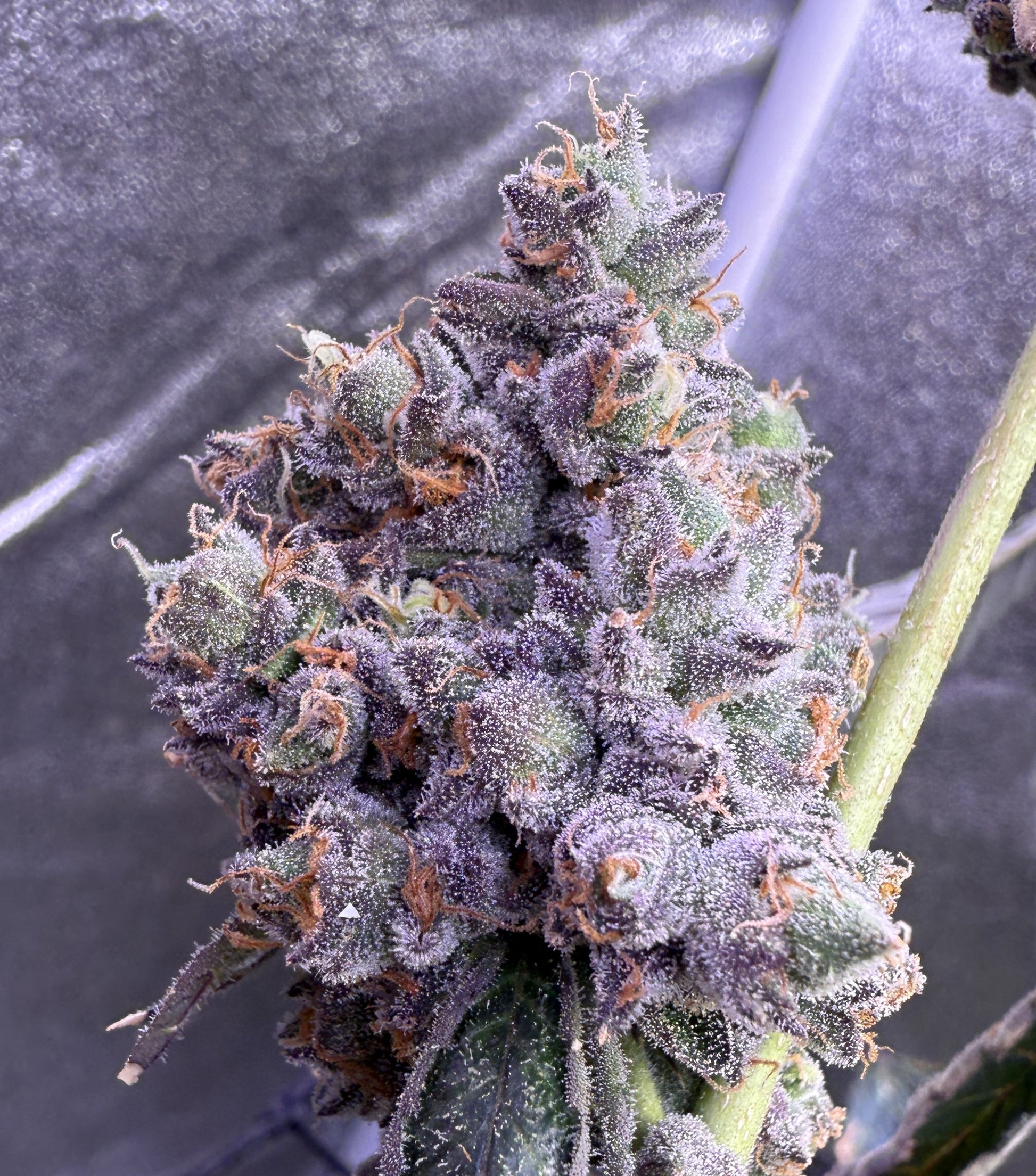 Close-up of a cannabis plant bud with frost on a blurred background