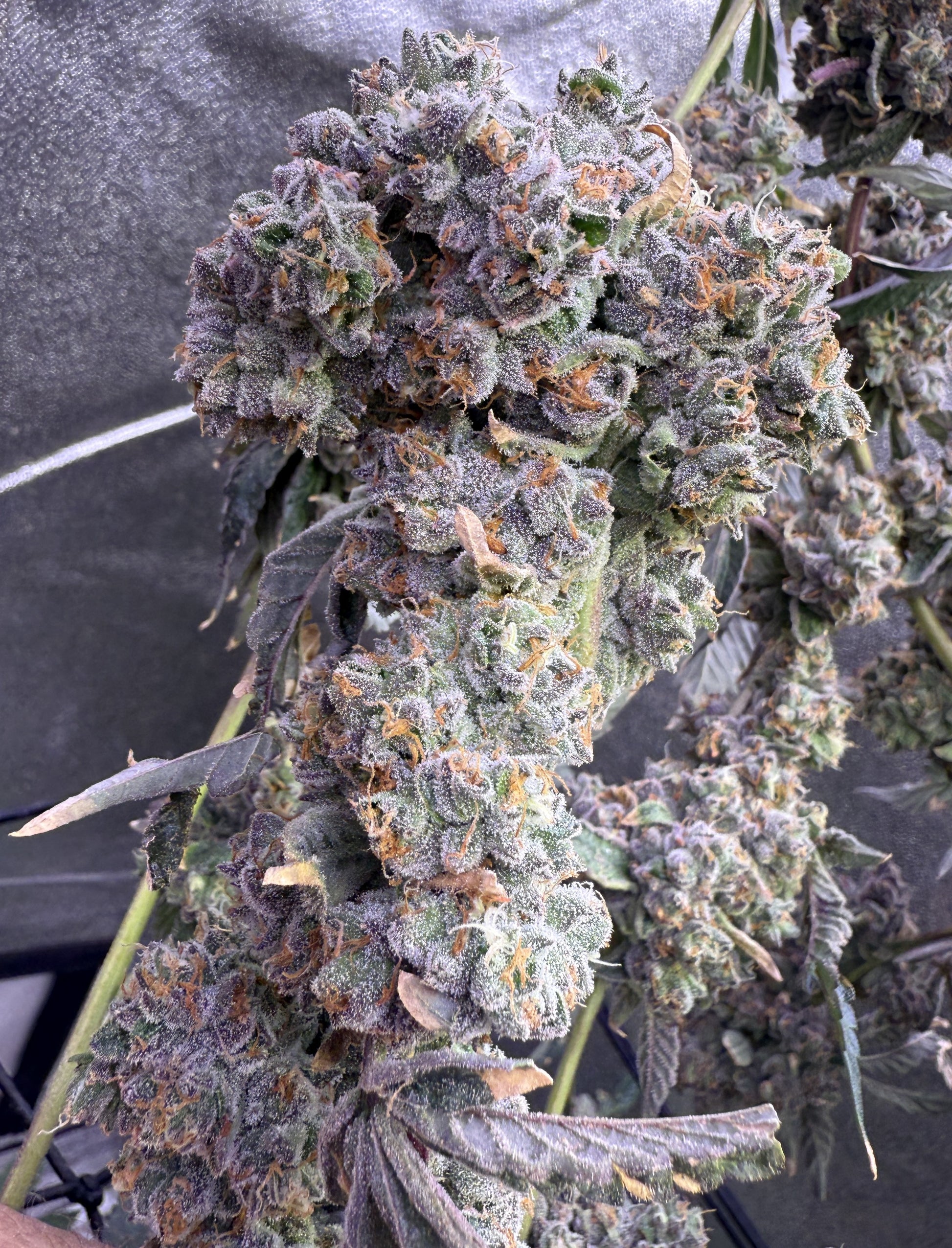Close-up of large frosty bud covered in trichomes.