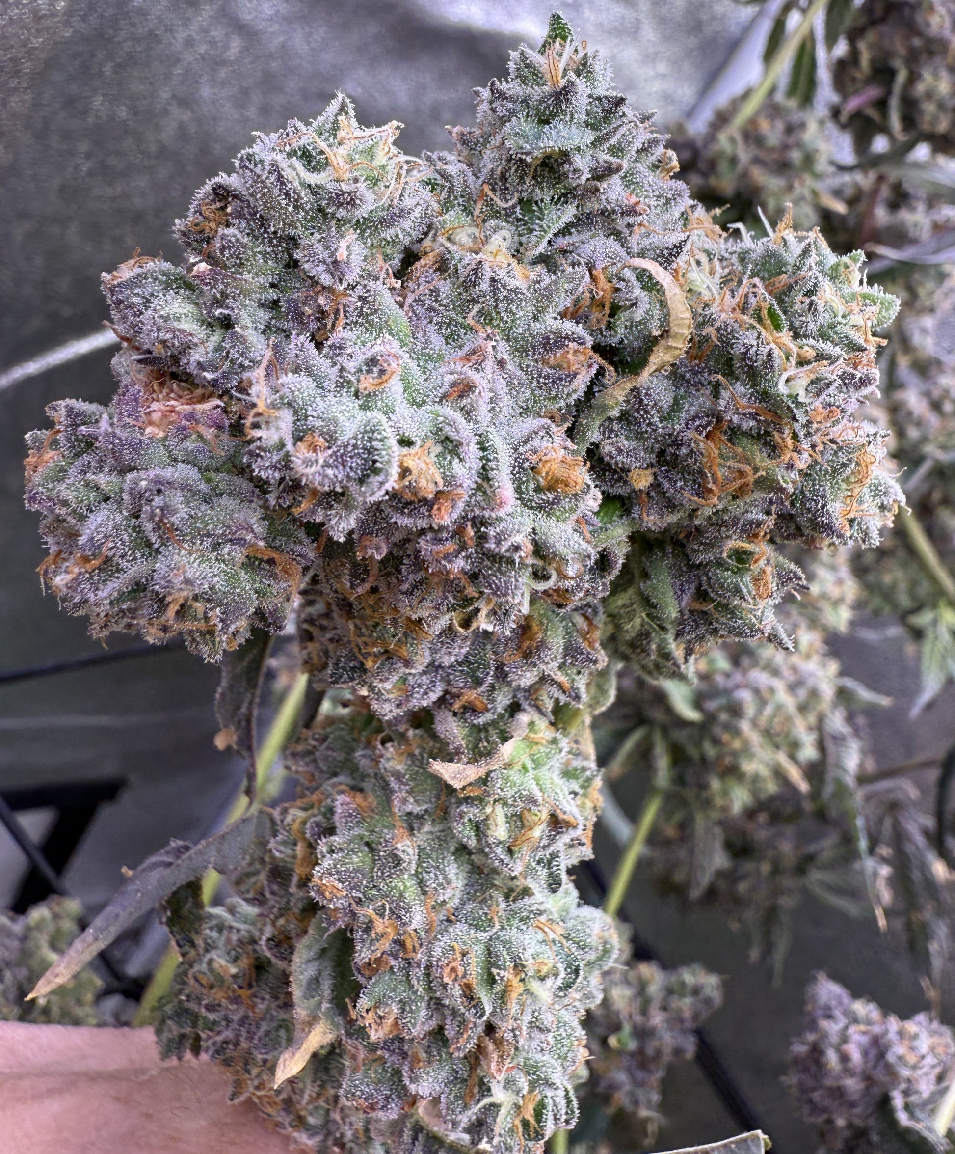 Closeup of bulbous and frosty bud.