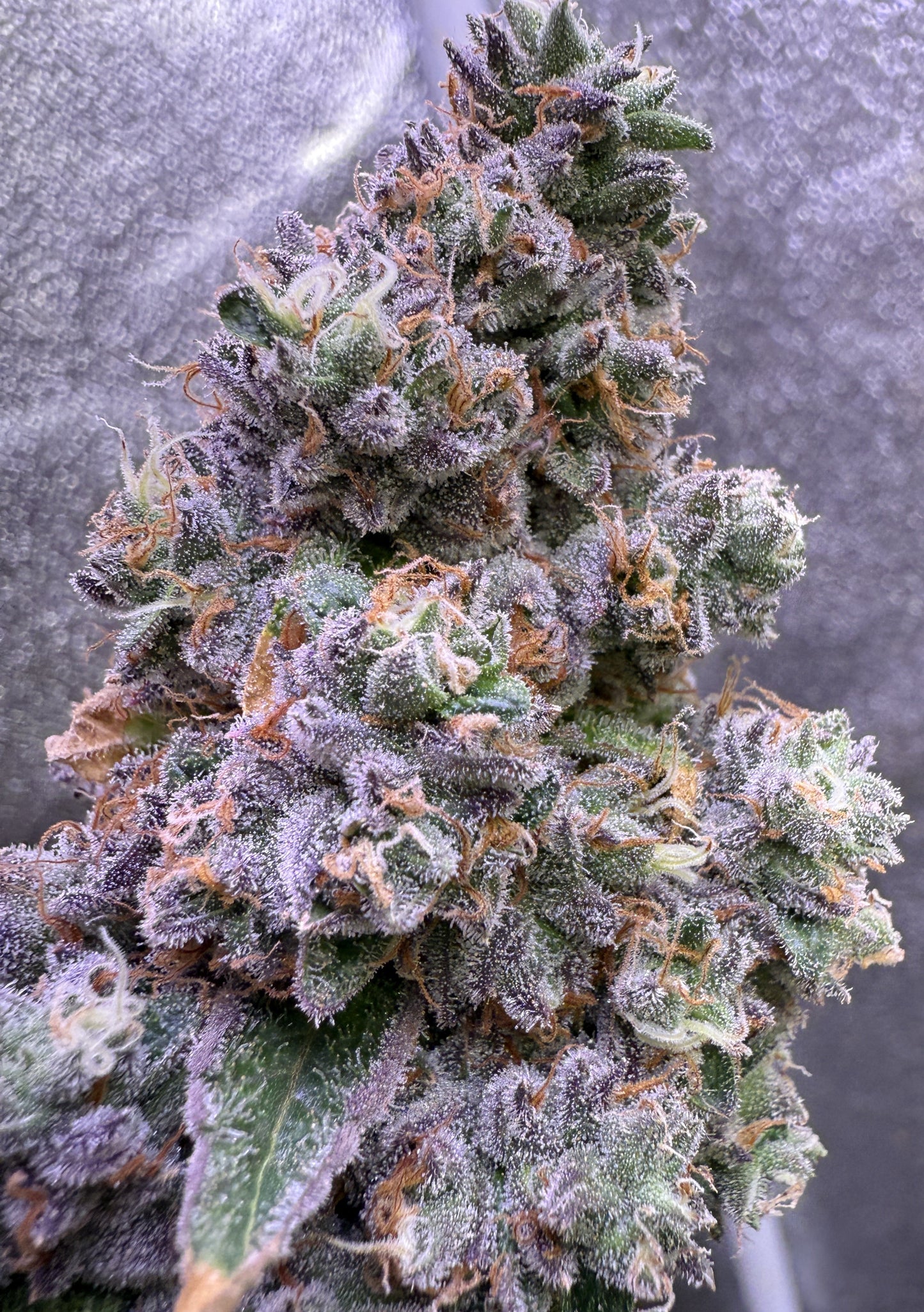 Close-up of a cannabis plant with frost on its buds against a blurred background