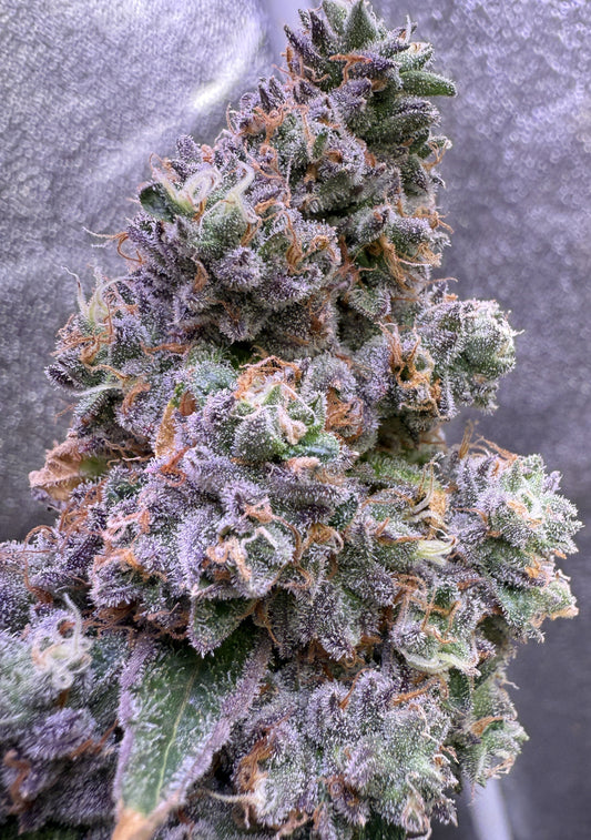 Close-up of a cannabis plant with frost on its buds against a blurred background