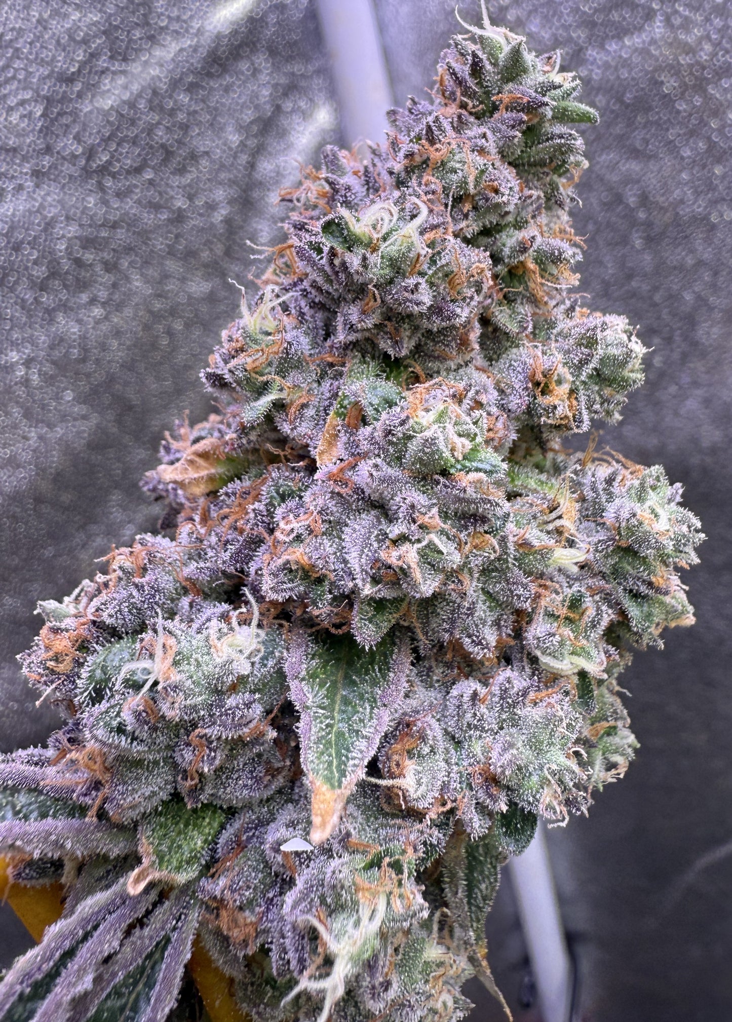 Close-up of a cannabis plant with frost on its buds against a gray background