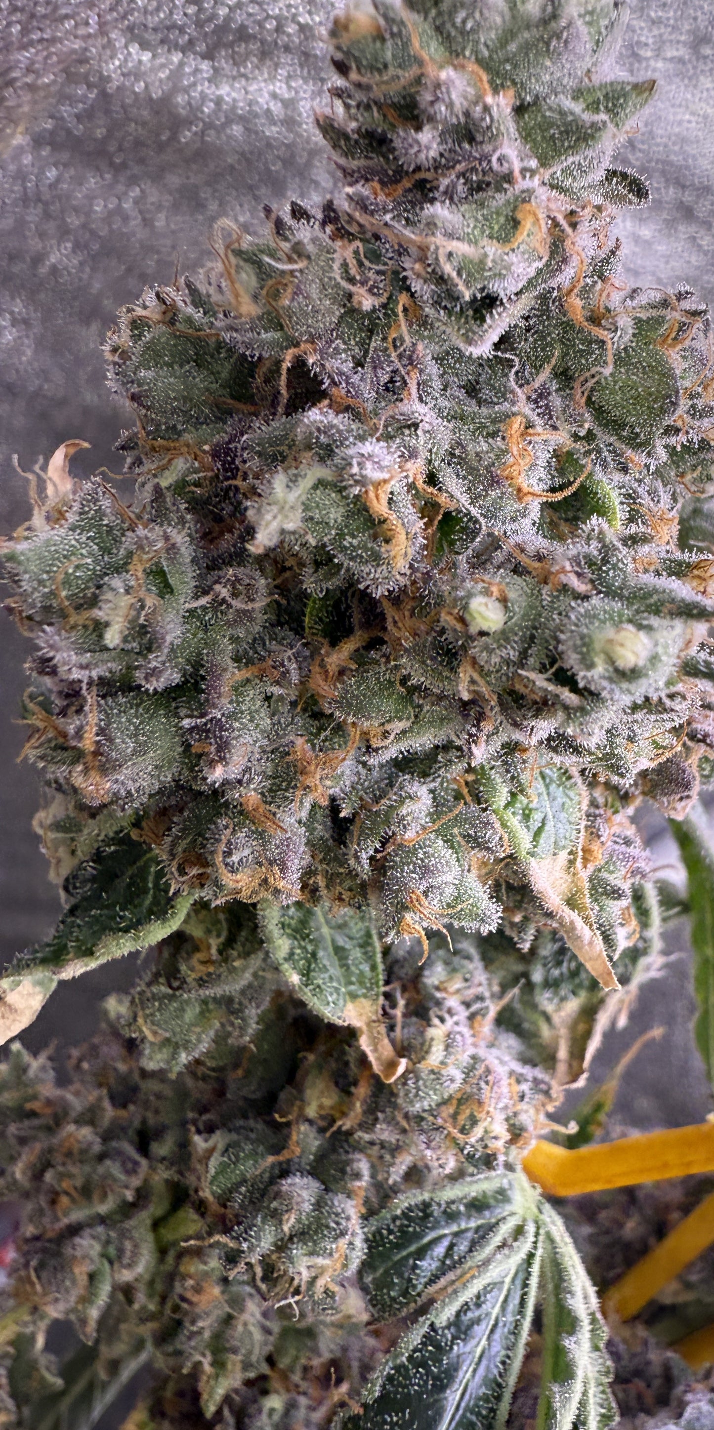 Close-up of a cannabis plant with trichomes on a dark background