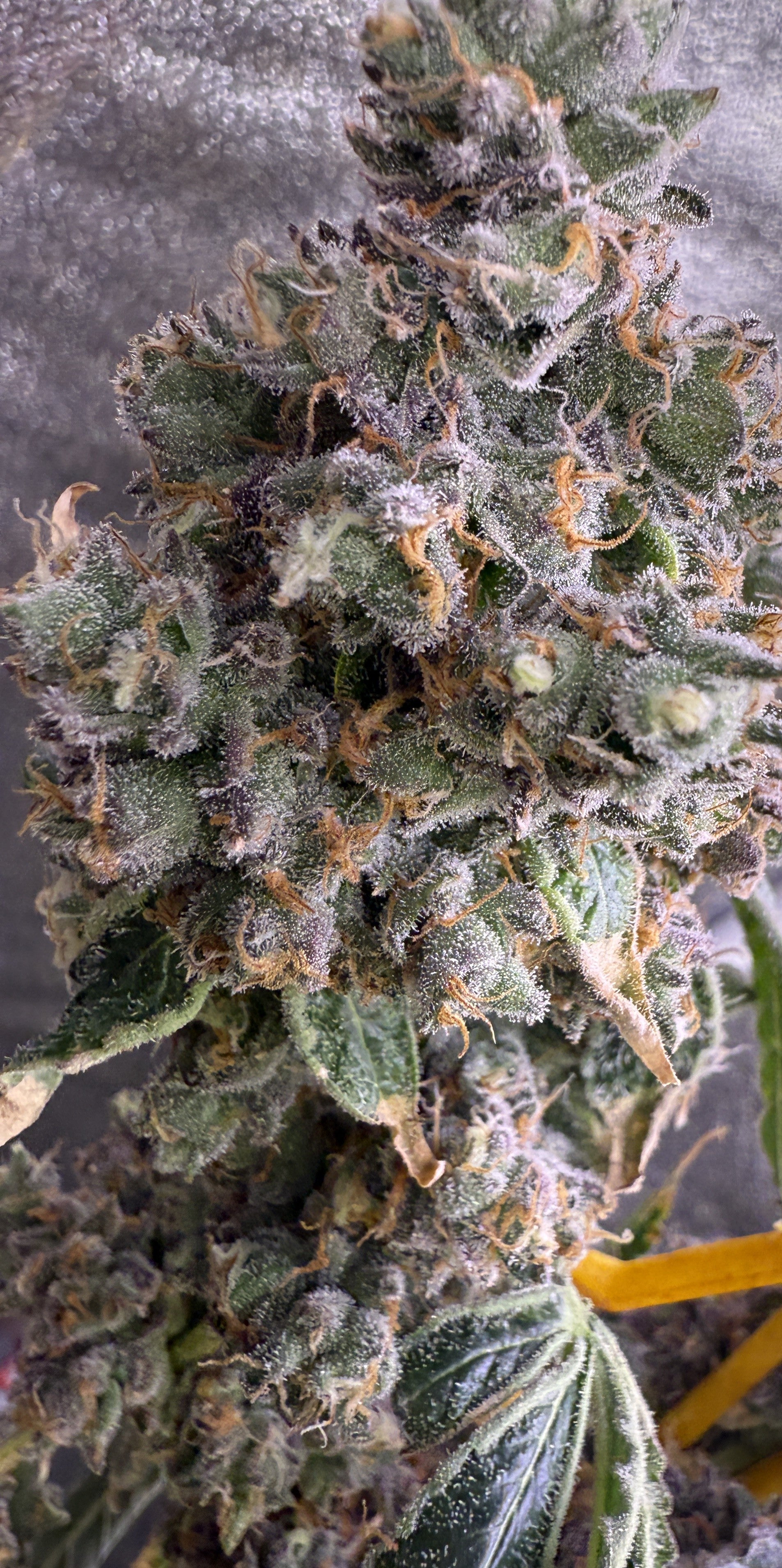 Close-up of a cannabis plant with trichomes on a dark background