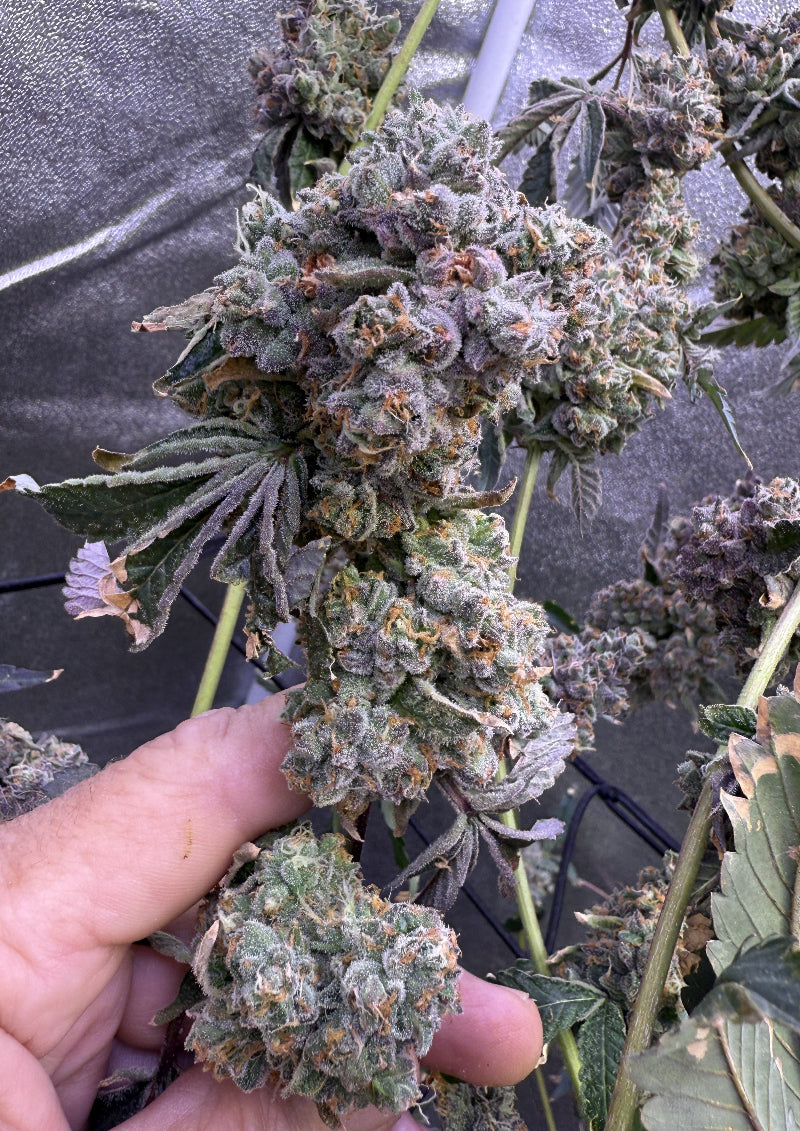 Close-up of a cannabis plant with a hand holding it, against a blurred background.