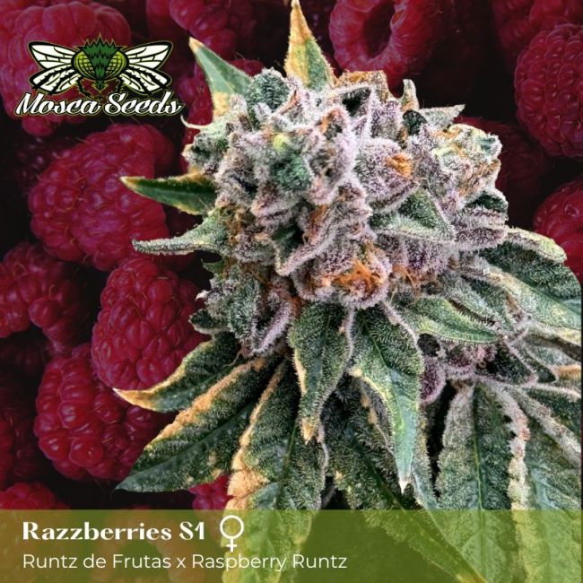 Mosca's Razzberries S1 - Mosca Seeds