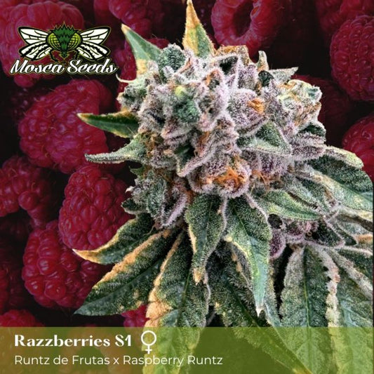 A close-up of a frosty cannabis bud labeled 'Razzberries S1' with the Masego Seeds logo and text overlay, set against a background of fresh red raspberries.